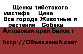 Щенки тибетского мастифа. › Цена ­ 30 000 - Все города Животные и растения » Собаки   . Алтайский край,Бийск г.